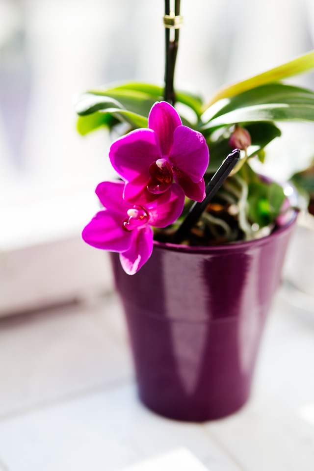 Flower houseplants pink