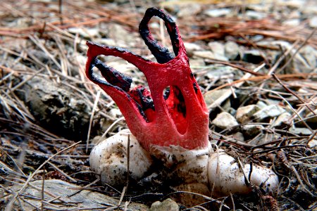 Clathrus archeri, (devils fingers) photo