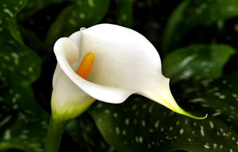 Arum lily (Zantedeschia aethiopica)