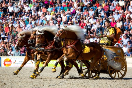 Haflinger 20166130