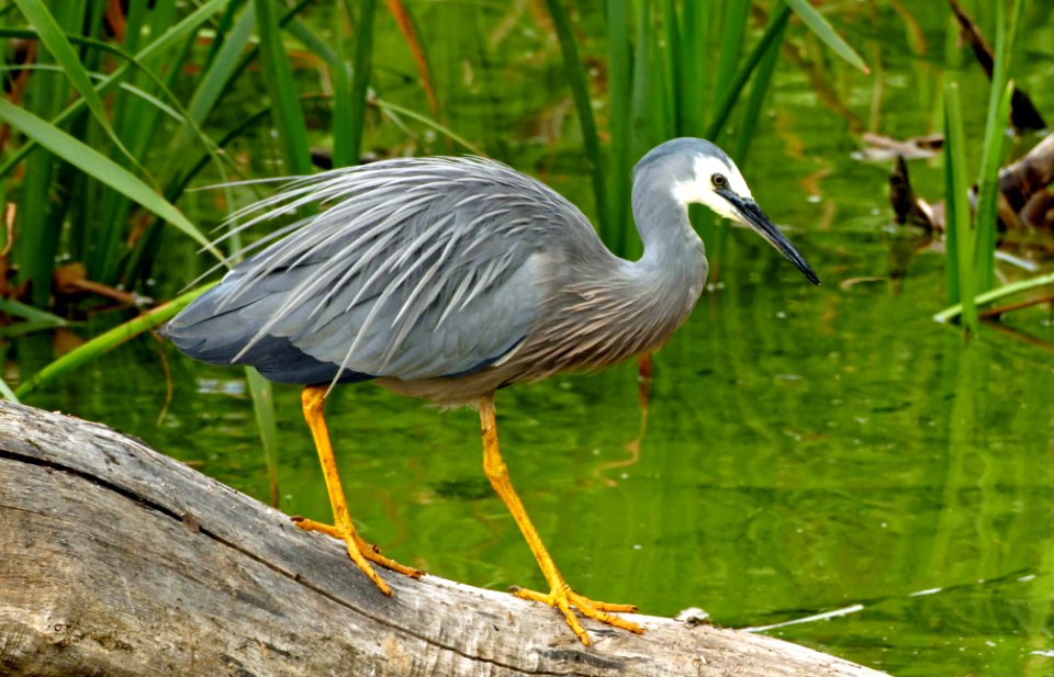 White-faced heron.(Egretta novaehollandiae) photo