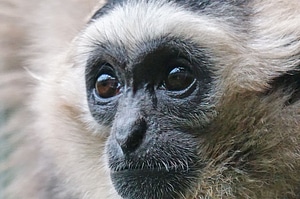 Gibbon affenartig mammal