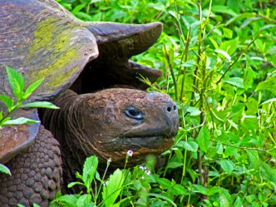 Galapagos Tortoise