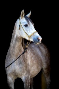 WM Shalimar OS201472