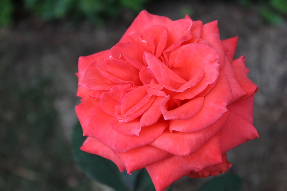Red valentine wedding