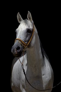 Nastaran04072014-180 -1