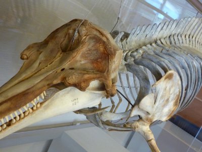 Skeleton of Common Bottlenose Dolphin (Tursiops truncates)