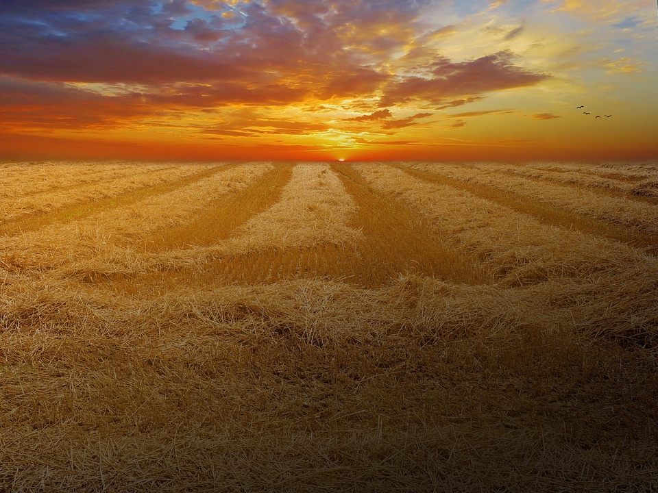 Field nature landscape