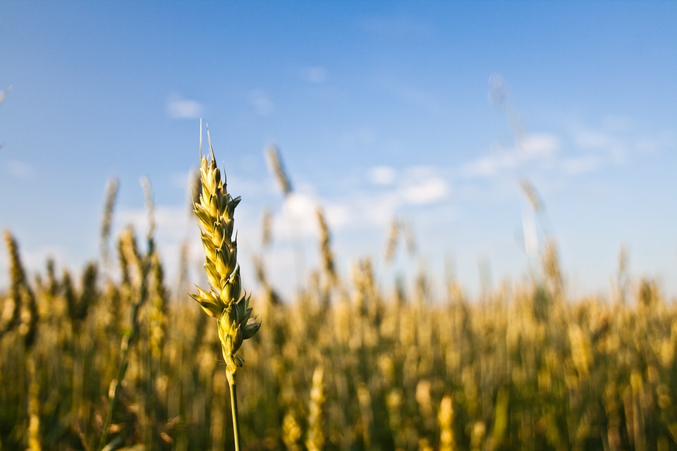 Nature field summer