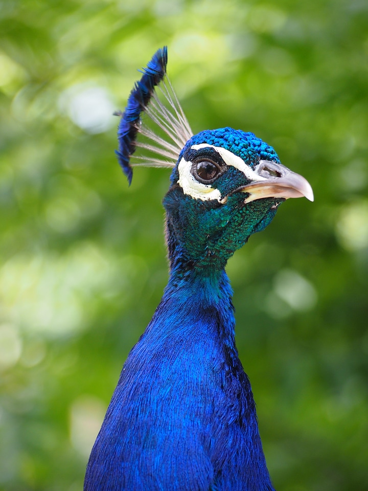Animal feather bird