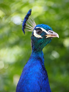 Animal feather bird photo