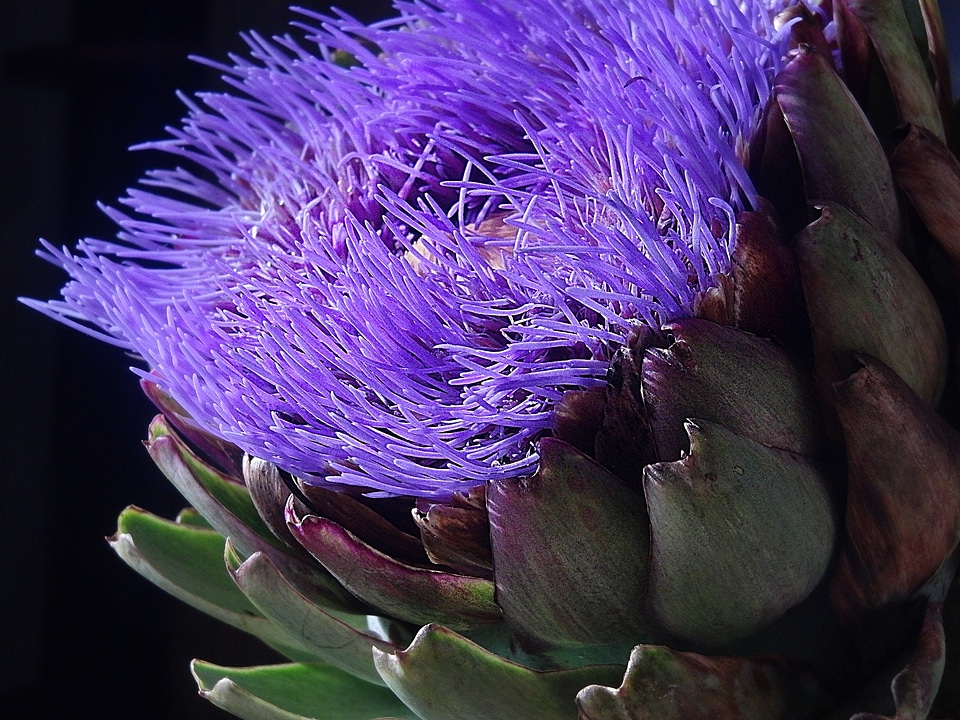 Purple bloom plant