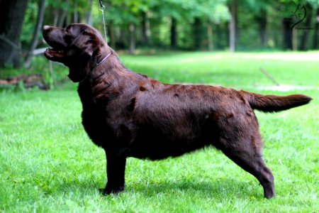 boonfield (18)