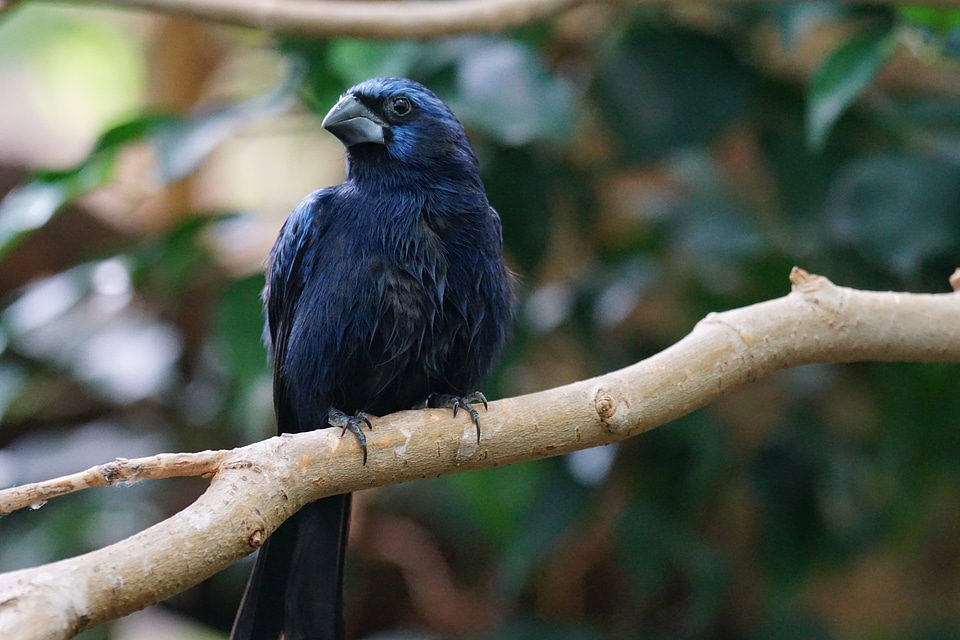 Songbird vertebrate bird