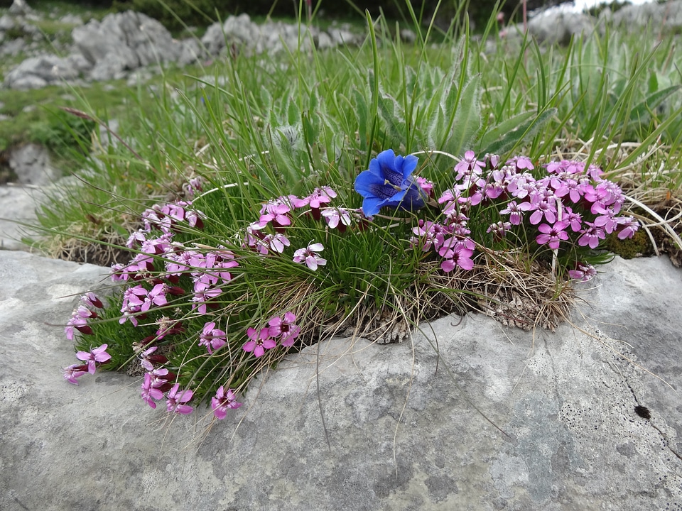 Flowers blue blue gentian