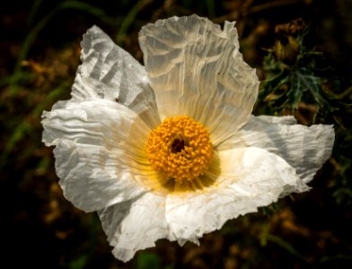 White Poppy