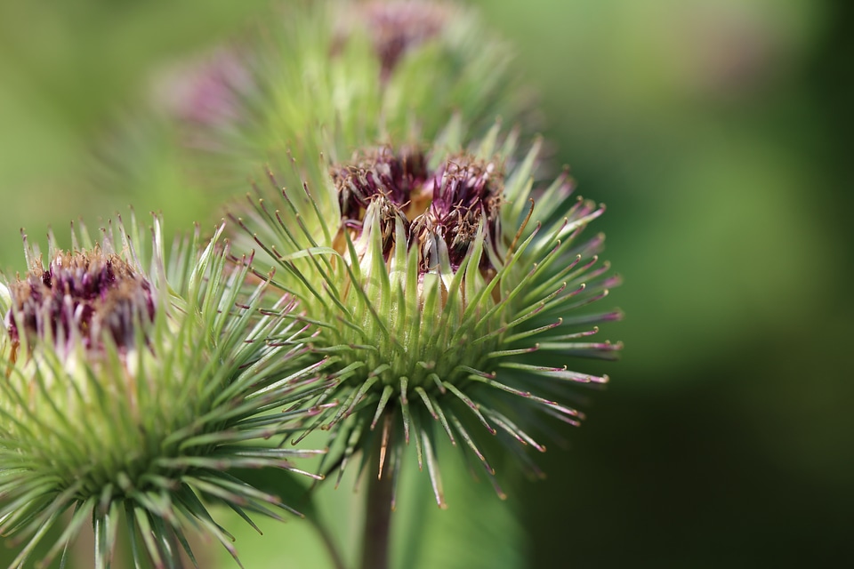 Klettpflnzen purple green