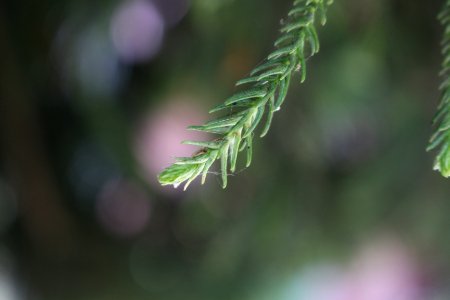 Hanging leaf
