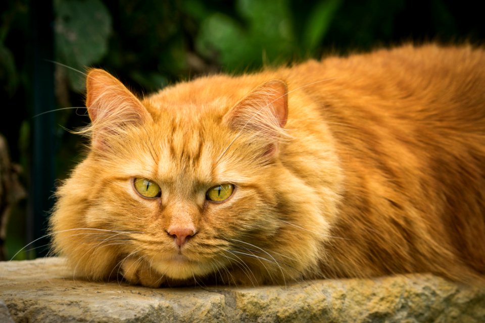 Rusty - the Maine Coon Cat