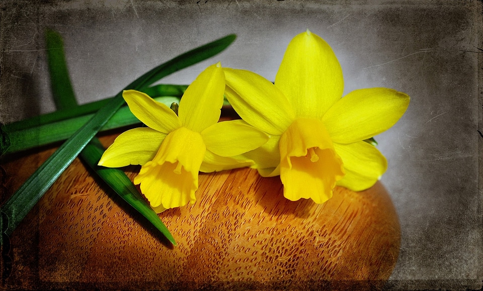 Yellow flower spring flower early bloomer