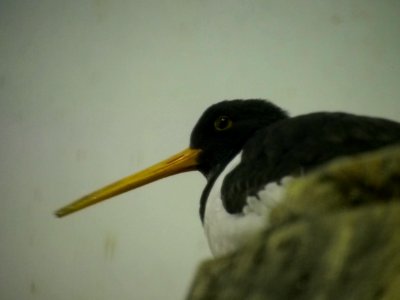 Oystercatcher [4280024]