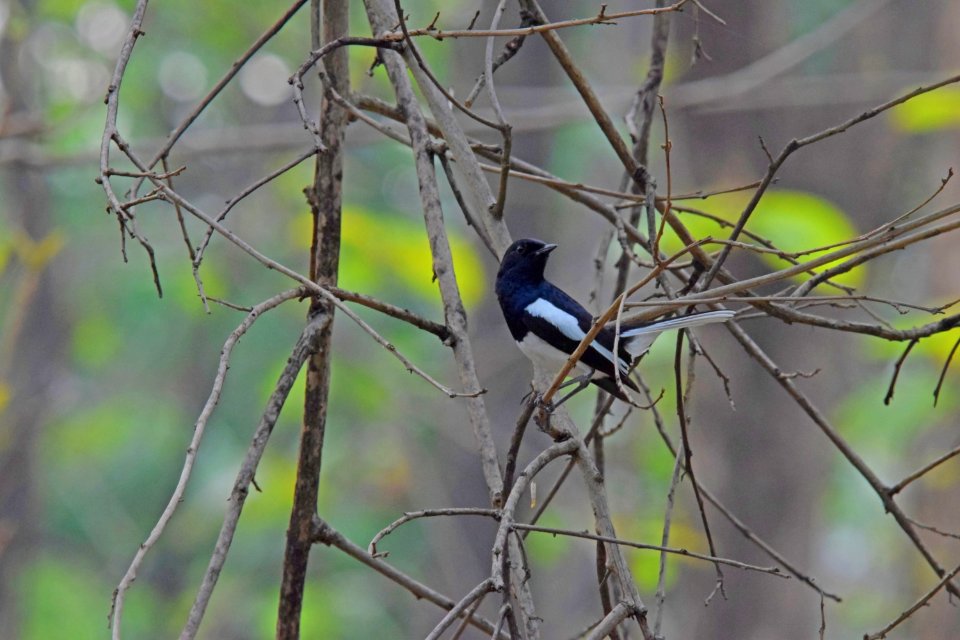 Oriental Magpie Robin