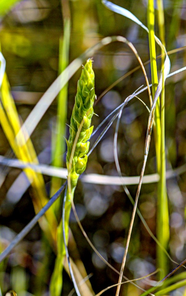 Lady's tresses orchid
