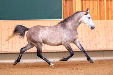 WM Shalimar OS201763