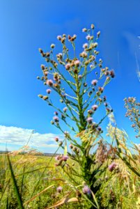 wright's marsh thistle
