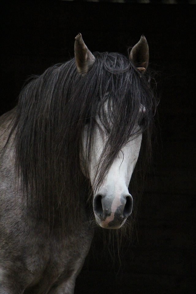 Head horse head horsehair