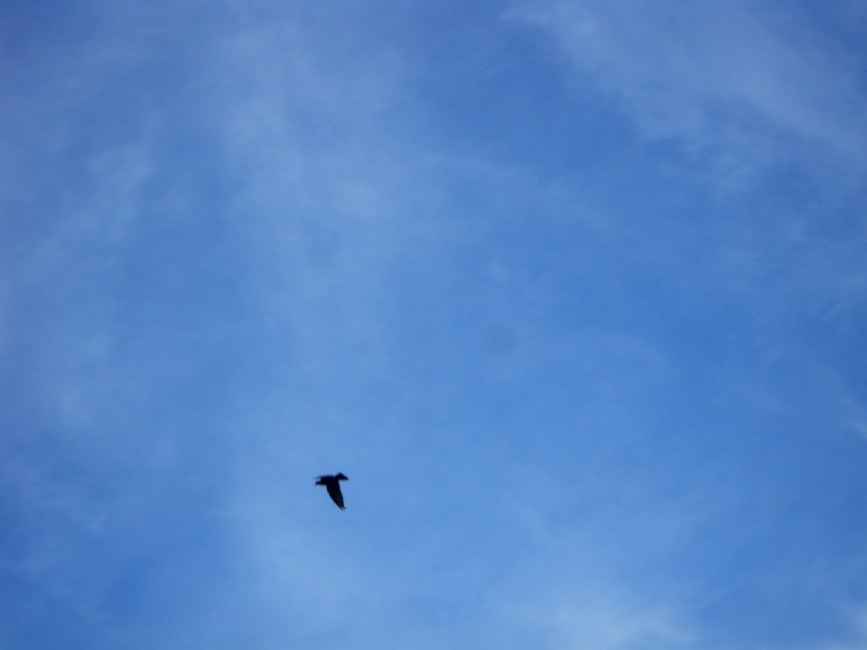 Bird flying high in the sky