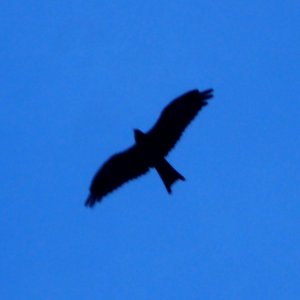 Hawk in the sky