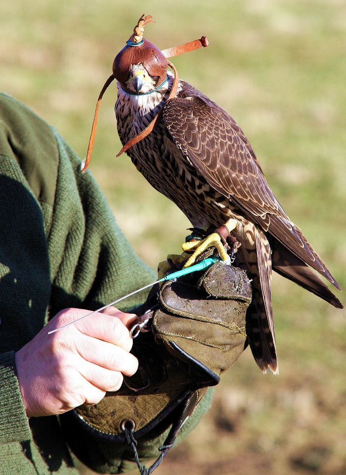 Bird raptor falconry