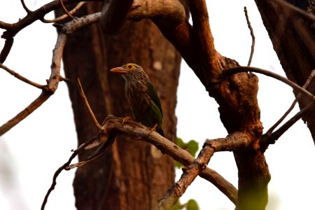 Lineated Barbet