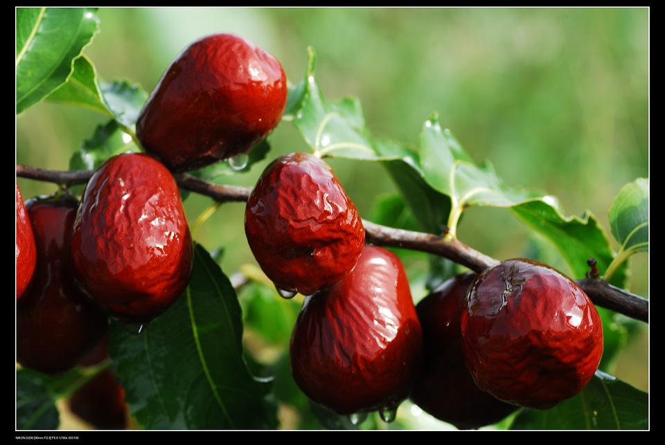 Red dates xinjiang jujube food