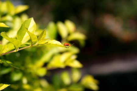 Red bugs on green leaves