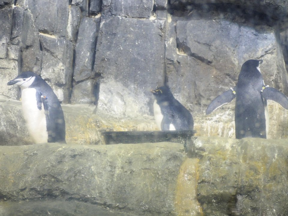 Penguins [4280006]