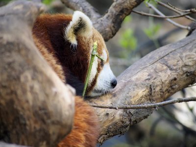 Red Panda [4280048]