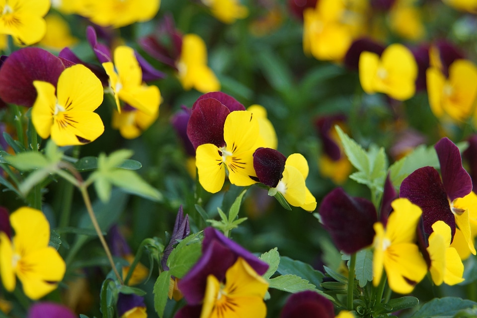 Flowers nature summer