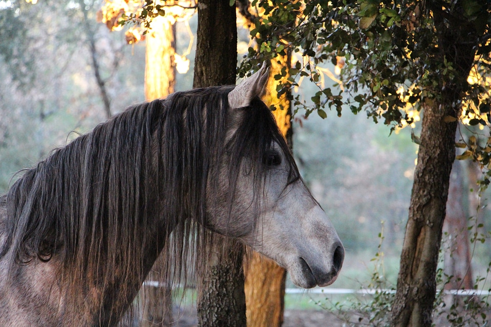 Head forest horse had