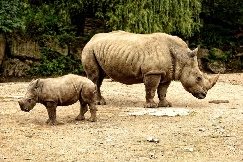 Rhinozeross wild animal mammal