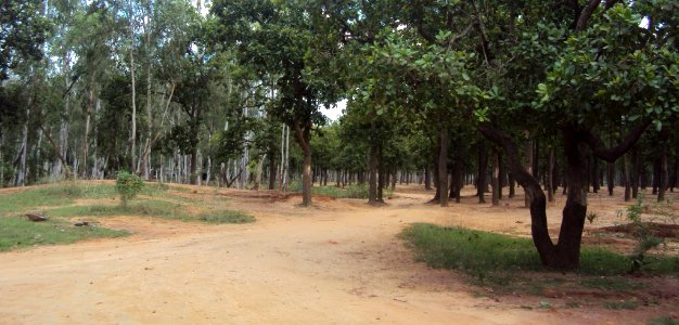 Mild forests on the roadside