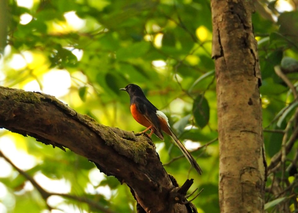 White-Rumped Shama