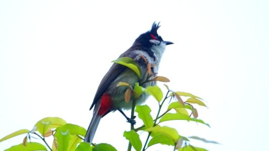 Red-Whiskered Bulbul