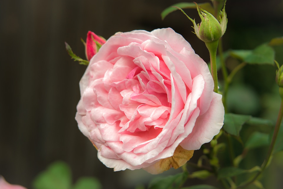 Bloom rose bloom pink roses