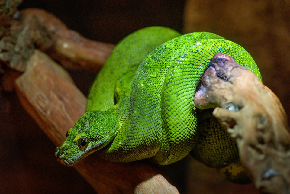 Reptile animal predator