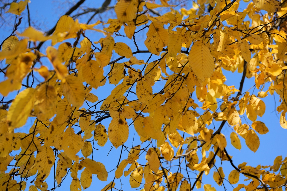 Leaves in the autumn golden autumn golden