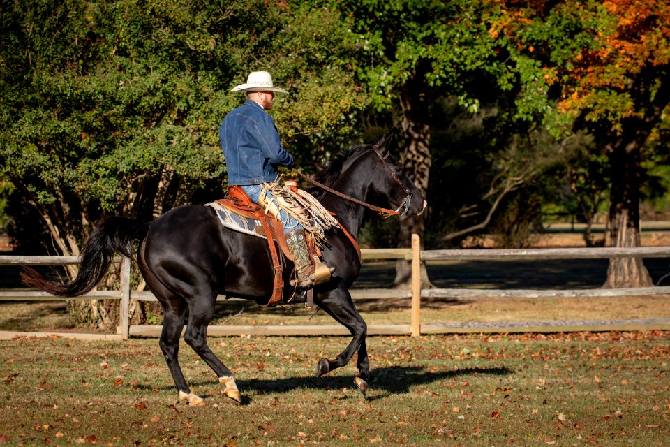 Whitehall Equestrian