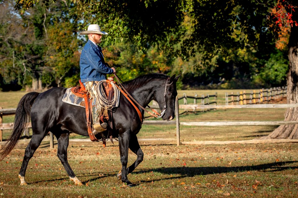 Whitehall Equestrian
