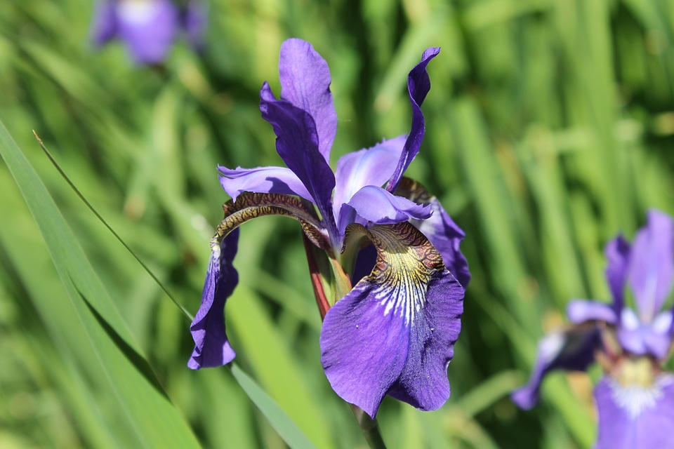 Bloom flower violet photo